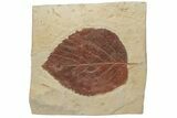 Fossil Leaf (Davidia) - Montana #213261-1